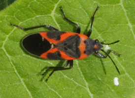 Small Milkweed Bug